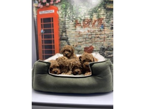 Irk garantili toy poodle yavrularımız @petclubadanaa