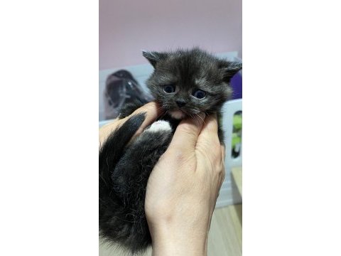 İnci taneleri kedilerimiz