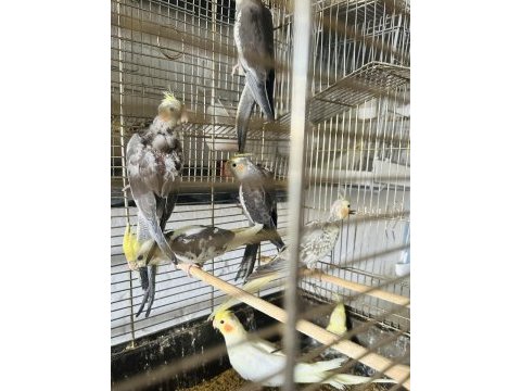 Sultan papağanlar toplu ya da adetli sahiplendirilecektir