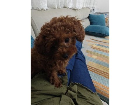 Toy poodle kore
