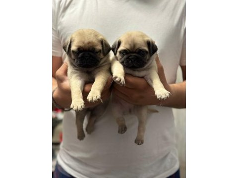 Gül kuyruk pug yavrular her yere gönderilir 