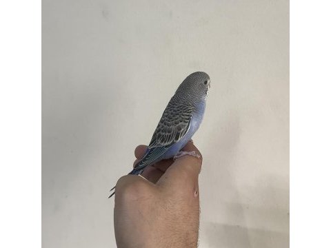 Bebek muhabbet kuşumuz yeni yeme düştü