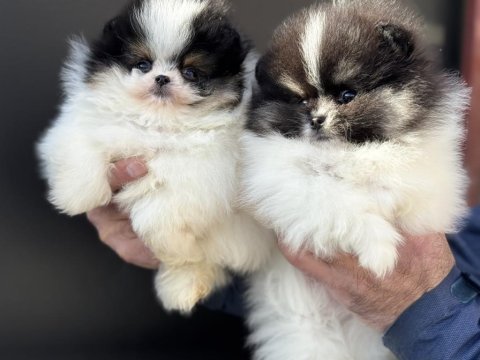 Show kalite ayı suratlı pomeranian boo yavrularımız