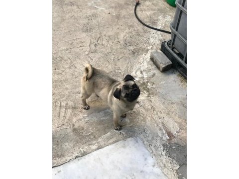 (uygun) yakışıklı pug oğlan odin