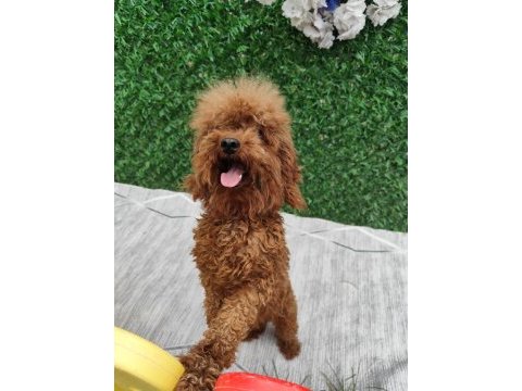 Toy poodle damızlık dişiler
