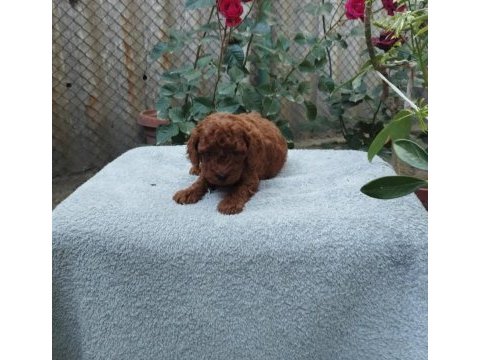 Toy poodle yavruları