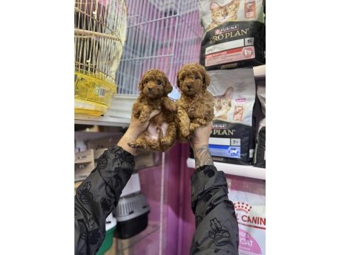 Toy poodle kendi köpeğimizin bebekleri uygun