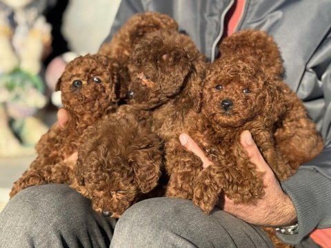 Wc eğitimli aşılı pasaportlu toy poodle yavrular