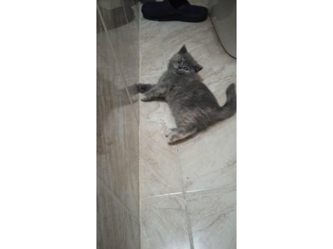 British shorthair sağlıklı güzel bakılmış yavrular