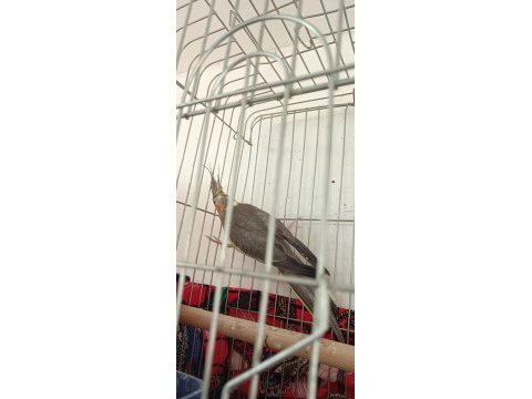 2 yaşında barut gibi dişi eşe hazır sultan papağanı
