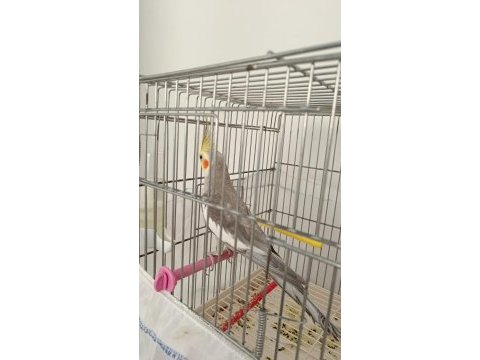 Erkek 1.5 yaşında sultan papağanı