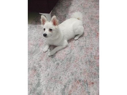 Oyuncu spitz kızımız