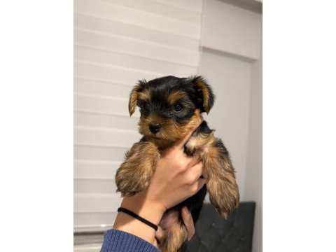 3 aylık yorkshire terrier yavruları