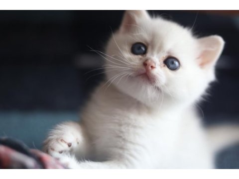 British shorthair silver erkek