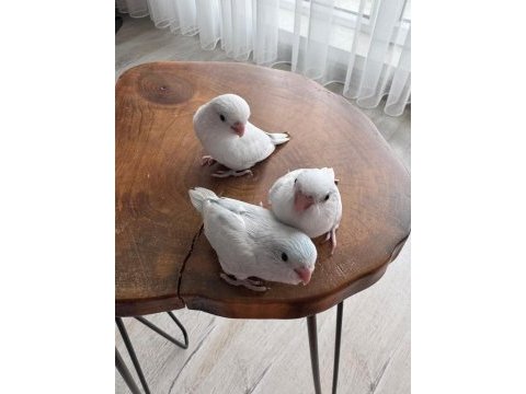 Yavru forpuslar