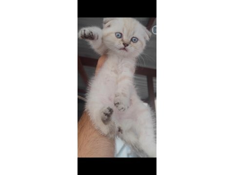Scottish fold kedimiz