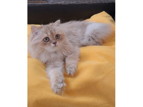 British longhair sevimli cana yakın uysal