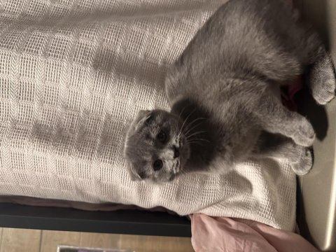 Scottish fold kedimiz