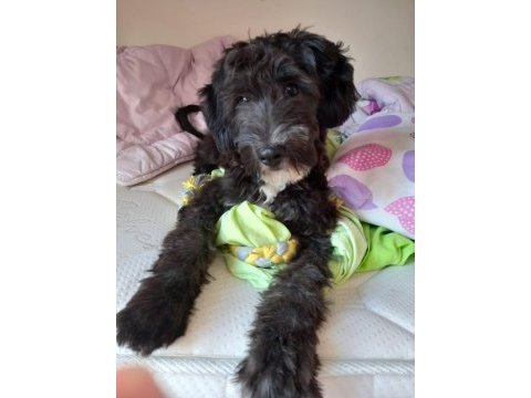 Morkie terrier 7 aylık erkek
