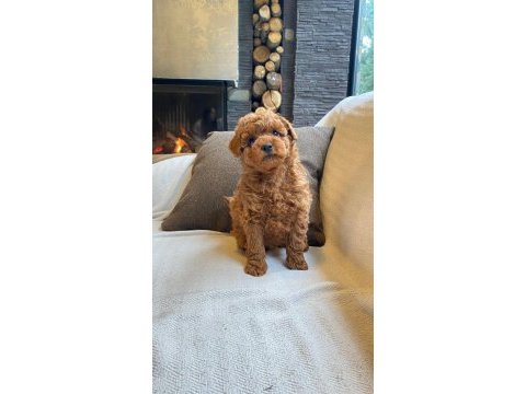 Red brown toy poodle yavruları istanbul
