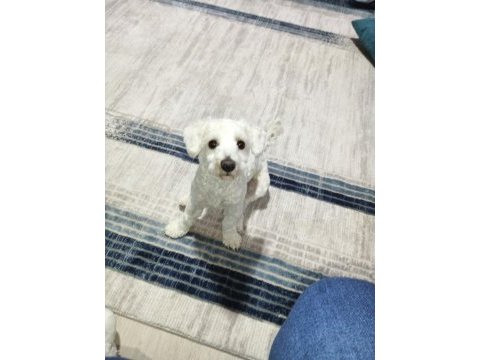 Köpeğimiz 1.5 yaşında maltese
