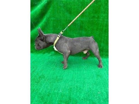 Blue erkek french bulldog