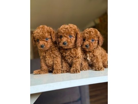 Orijinal toy poodle bebeklerimiz