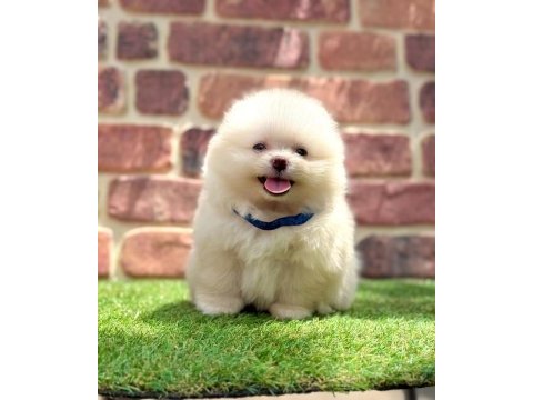 Türkiyenin en küçük köpekleri pomeranian boo