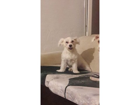 25 ocak doğumlu dişi terrier