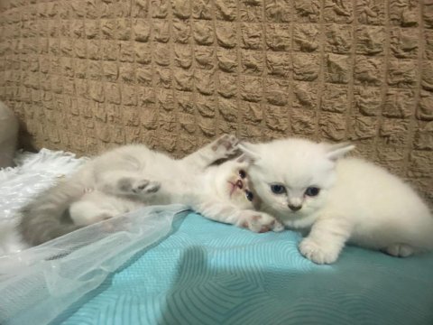 Scottish straight ve scottish fold cinsi yavrularım