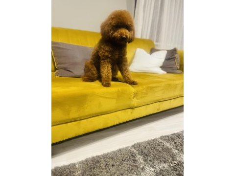8 aylık red brown toy poodle