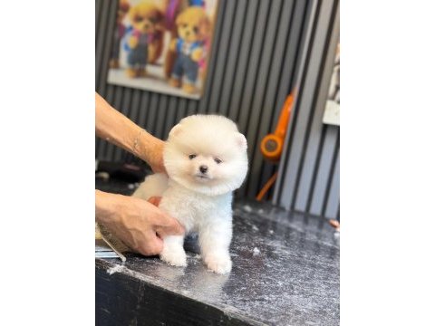 Pomeranian boo