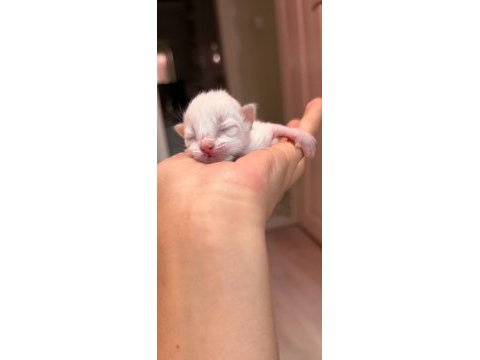 Ragdoll yavrular rezerveye açık 15 ekim teslim