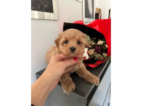 Teacup maltipoo yavruları