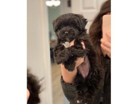 Çanta boy büyümeyen morkie yavruları