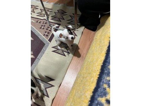 05.03.2025 doğumlu pinscher yavrularımız