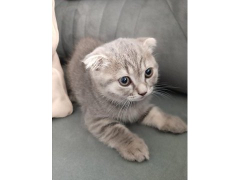 Yavru kedi