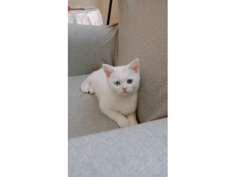 British shorthair yavrumuz