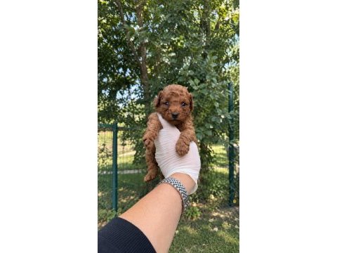 Redbrown toypoodle bebekler 