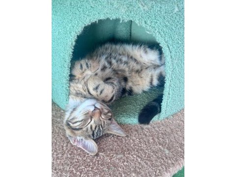 Maine coon anne bengal baba melez kedimiz