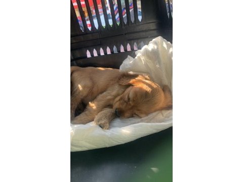 Amerikan cocker köpekler