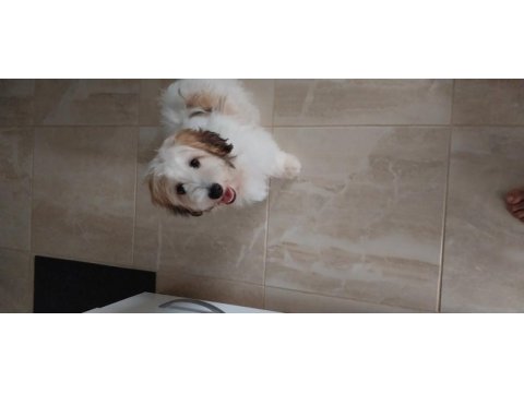 Havanese terrier 5 aylık