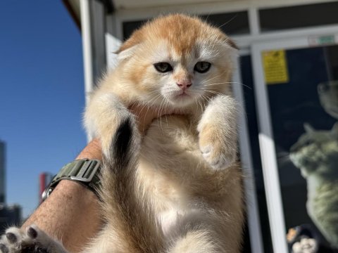 Ankarada ziyarete açık golden scottish fold yavrumuz