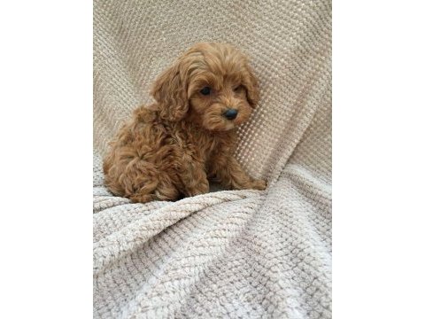 Poodle görünümlü maltipoo f2