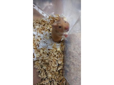 6 adet hamster