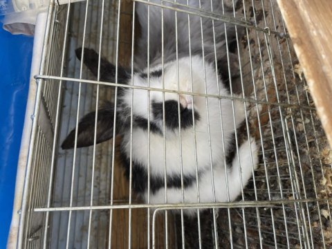 Hollanda lop tavşanı (takım) açıklamaya bakın
