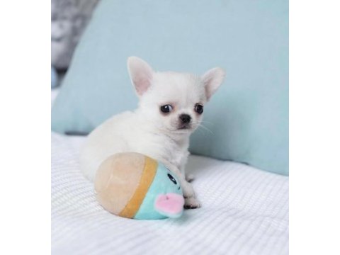 Türkiyenin en minik teacup chihuahua bebekleri