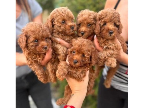 Sağlıklı aşılı toy poodle yavrularımız