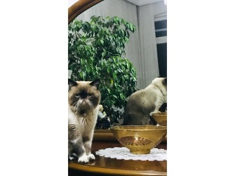 2 yaşında exotic shorthair