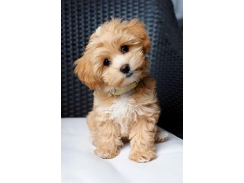 Maltipoo yavrular teslime hazır